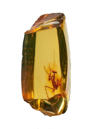 mantis in amber