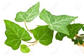 Ivy leaves - Google Search