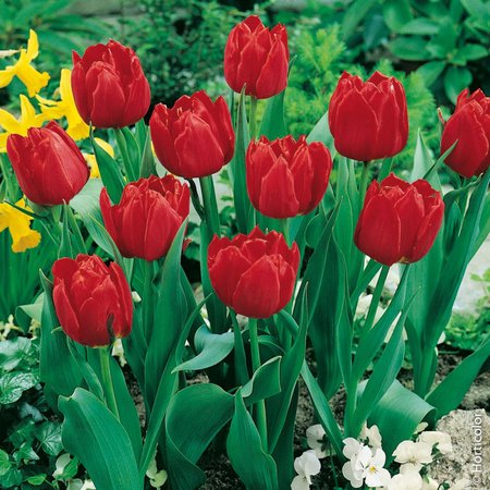 4219-4925-tulipe_double_h_tive_abba-n1900079.jpg (800×800)