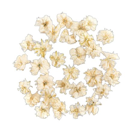 Ivory Delphinium Flowers