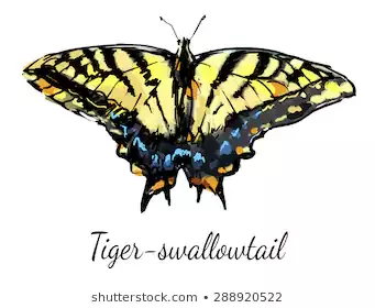 tiger-swallowtail-butter