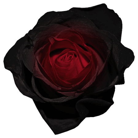 black rose png - Pesquisa Google