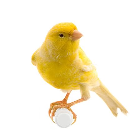 Yellow Canary On Its Perch Stock Photo - Download Image Now - Canary Bird, Bird, Yellow - iStock