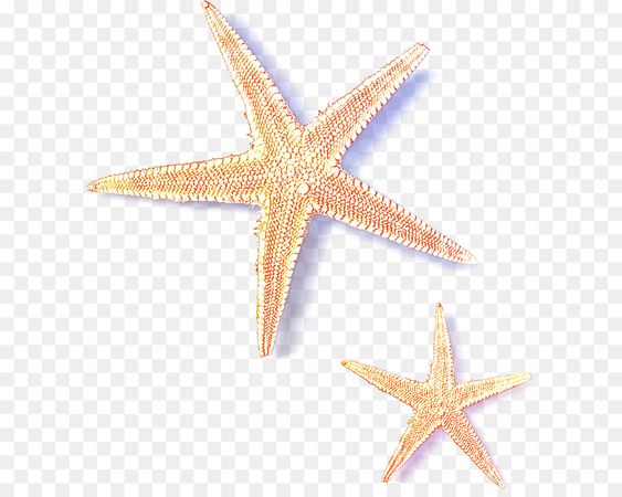 starfish - Google Search