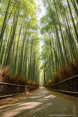 Japan Bamboo Forest
