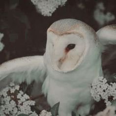 Owl | Harry Potter