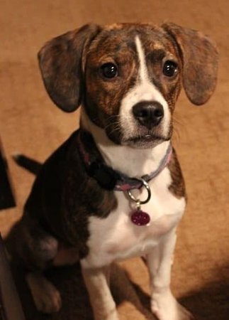 Boston Terrier/Beagle Mix