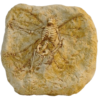 fairy fossil