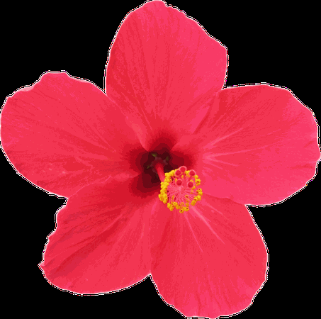 Hot-Pink Hibiscus (Clipart)