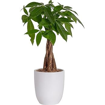 Amazon.com: Costa Farms Money Tree, Easy Care Indoor Plant, Live Houseplant in Ceramic Planter Pot, Bonsai Potted in Potting Soil, Home Décor, Birthday Gift, New Home Gift, Outdoor Garden Gift, 16-Inches Tall : Grocery & Gourmet Food
