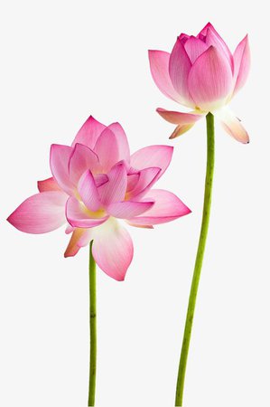 Lotus Flowers, Lotus Clipart, Flowers, Lotus PNG Transparent Clipart Image and PSD File for Free Download in 2020 | Lotus flower wallpaper, Flower art, Water lily tattoos