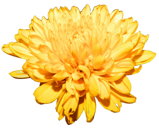 Chrysanthemum PNG Free Download | PNG Mart