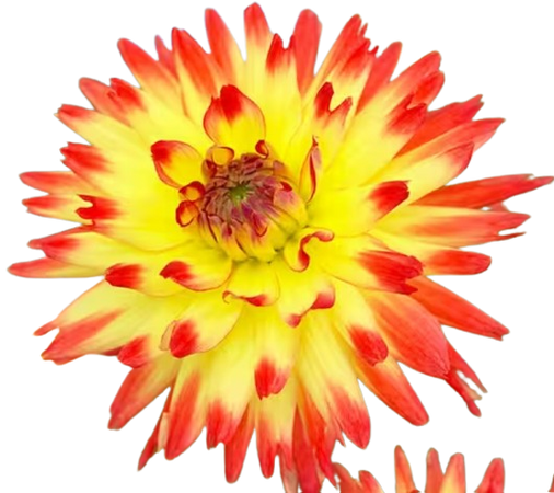Orange and Yellow Dahlia Flower