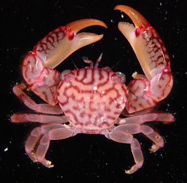 crabs that looks like brain