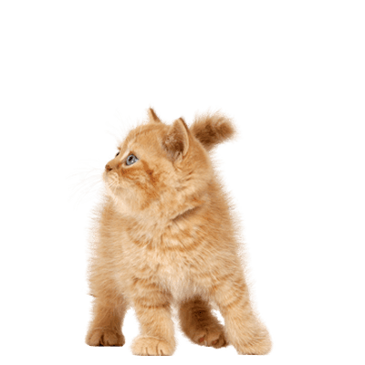 Cat Kitten transparent PNG - StickPNG