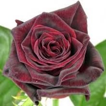 burgundy rose - Google Search