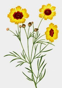 Coreopsis Seeds -  Wildflower