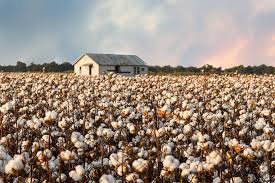 cotton fields west texas - Google Search