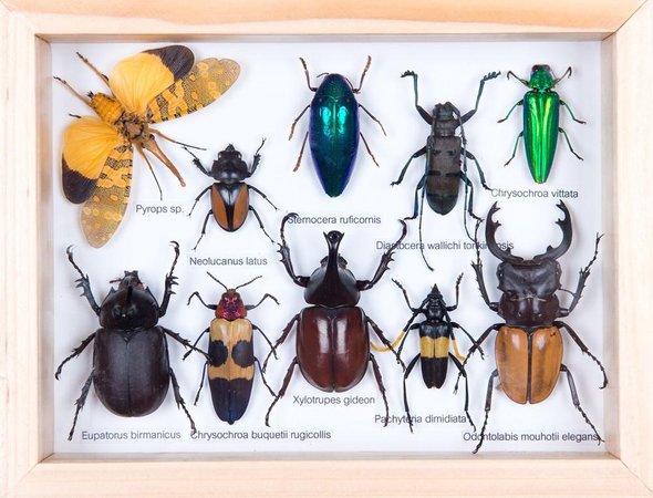 Mounted Insects