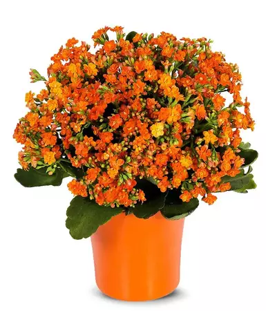Orange Kalanchoe Plant at From You Flowers