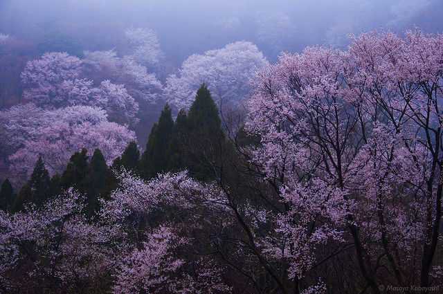 Sedna 90377 | misty cherry blossoms(sakura) by masayan523