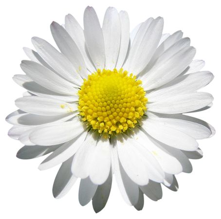 1594662--daisy-beauty-png-file-attention-only-the-maximum-original-size-is-in-png-format-daisy-png-1024_1015_preview.png (1024×1015)