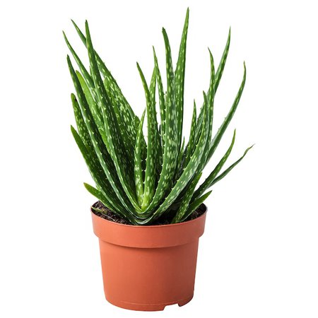 ALOE VERA Potted plant, Aloe, Diameter of plant pot: 12 cm - IKEA