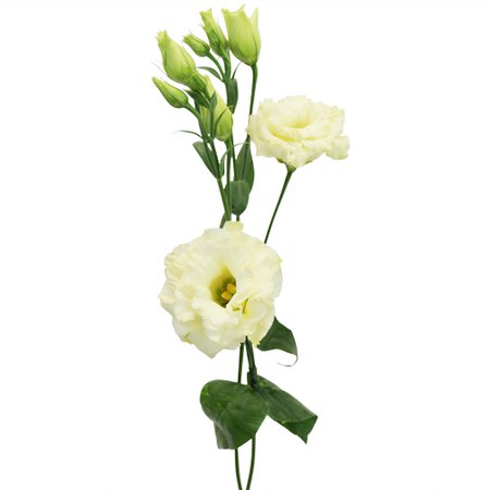 Lisianthus Yellow Flower | FiftyFlowers.com
