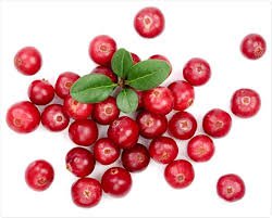 cranberries - Google Search