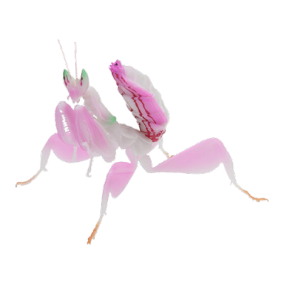 pink mantis