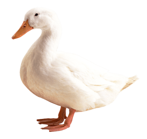 ducks png - Google Search