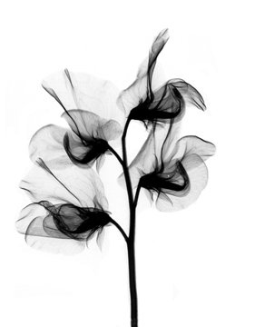 watercolor flower black - Google Search