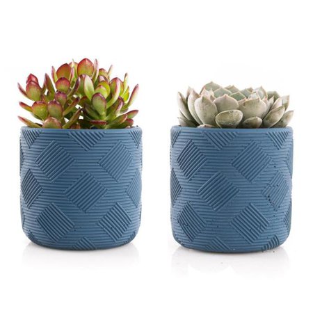 Unbranded 4 in. Assorted Succulent Set in Blue Weave Pot (2-Pack)-SUCCLYAS39CMSBW - The Home Depot