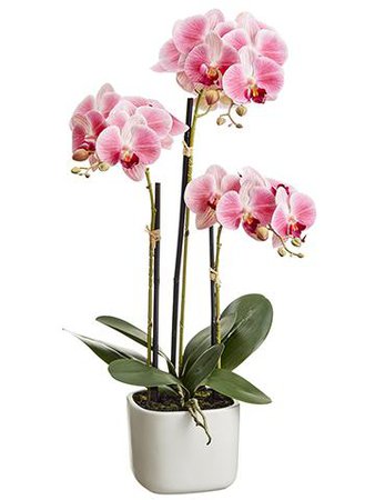 Orchid Flower Plant in Terracotta Pot flower