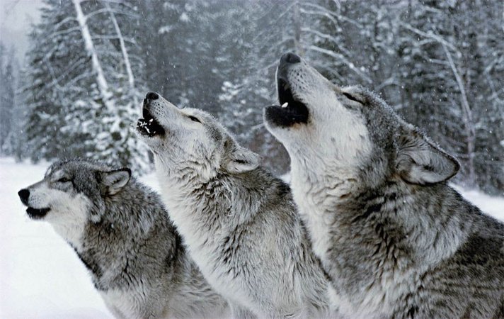 Wolves howling