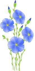 Blue flax or linseed flowers with five petals