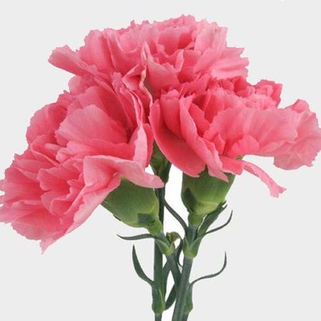 Pink Carnation Flowers - Fancy - Wholesale - Blooms By The Box