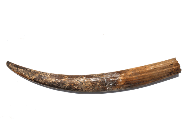 fossilized tusk