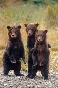 bears babies