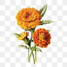flor laranja png - Pesquisa Google