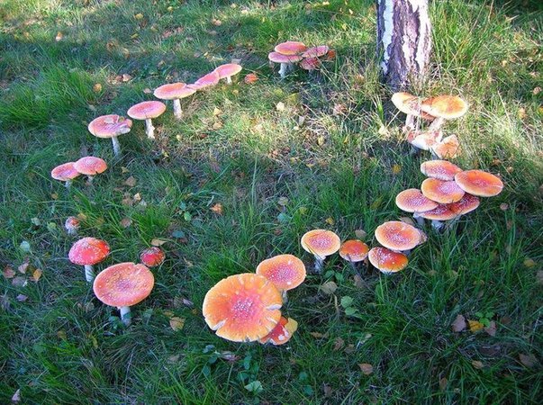 mushroom fairy ring