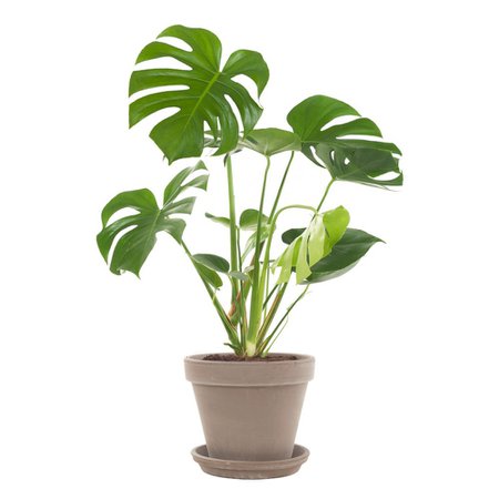 Gatenplant (Monstera) - Green lifestyle store
