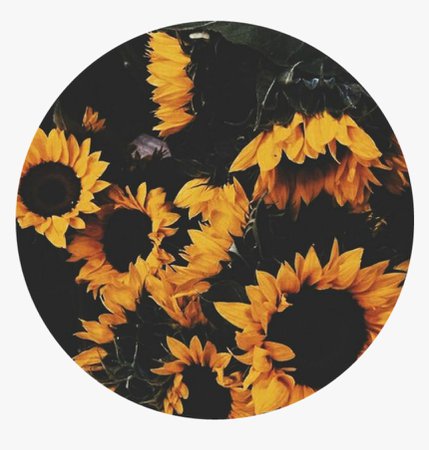 circle sunflower