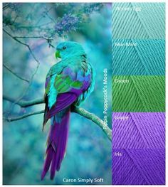 Turquoise Purple Bird Parrot