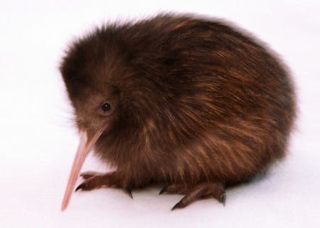 adorable kiwi bird - Google Search
