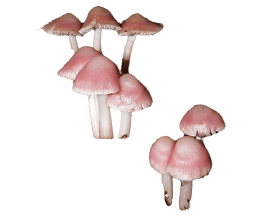 pink mushroom