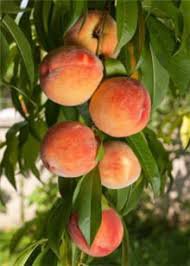 peach tree - Google Search