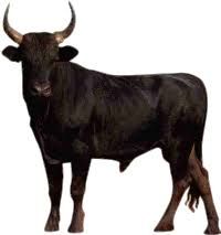 bull png - Google Search