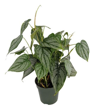 Brandi Philodendron - Easiest House Plant to Grow - 4" Pot - Walmart.com
