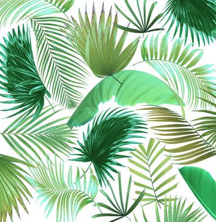 Mix Palm Leaf Tree Background Stock Photo, Picture And Royalty Free Image. Image 64474630.